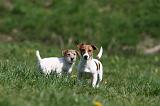 JACK RUSSEL 063